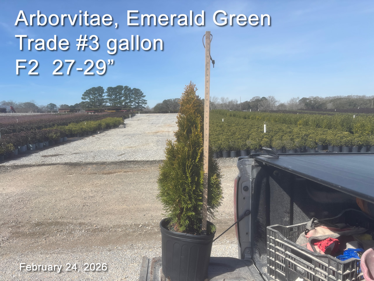 gallery/aveg3t f2 feb24.jpg